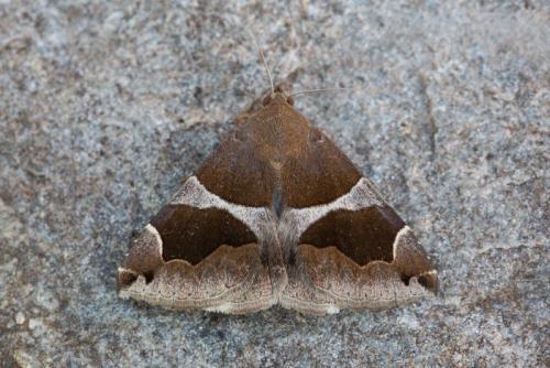 Réf. 237 780 : Dysgonia algira